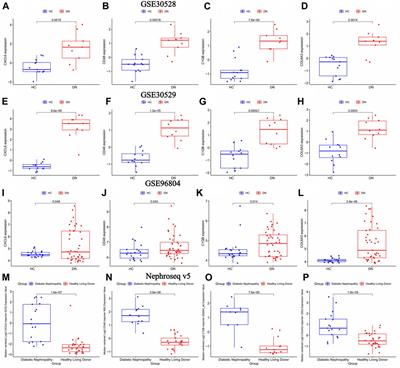 Frontiers Identification And Validation Of Disulfidptosis Related